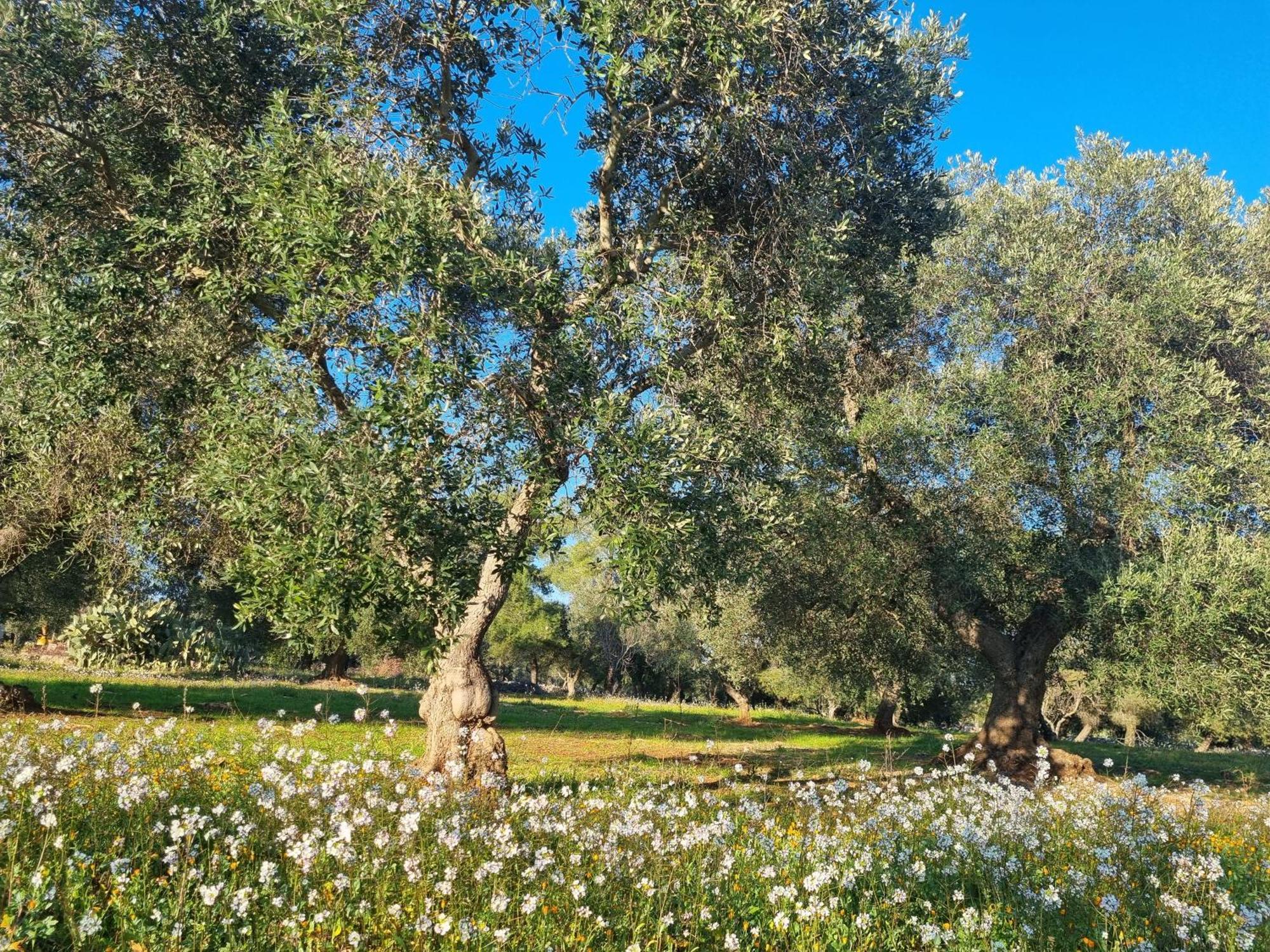 مبيت وإفطار غروتاليي Trulli Di Spinaruta المظهر الخارجي الصورة